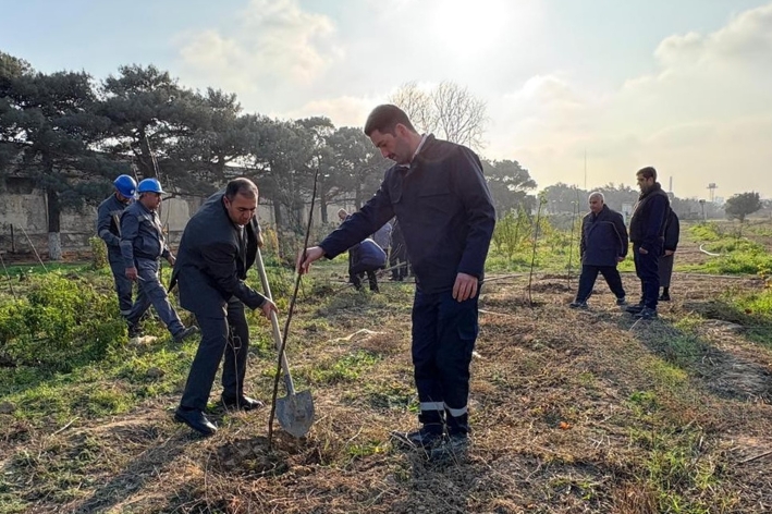 Azərbaycan Respublikasının Dövlət Ehtiyatları Agentliyində YAP-ın 33 illiyinə həsr olunmuş böyük yaşıllaşdırma aksiyası keçirilib